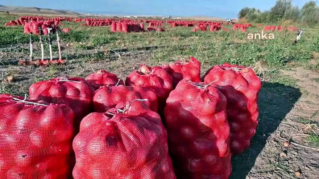 Üreticiye soğan şoku: Tonlarcası depolara kaldırılıyor! Bu kez de fazla üretim başlarına dert oldu 14